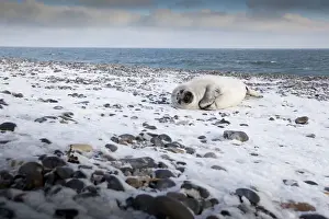 Phocidae Prints: Grey seal -Halichoerus grypus-, Helgoland, Schleswig-Holstein, Germany, Europe