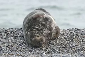Images Dated 17th December 2012: Grey Seal -Halichoerus grypus-, on the beach, Dune island, Helgoland, Schleswig-Holstein, Germany
