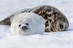 Phocidae Prints: Grey Seal -Halichoerus grypus- with a cub