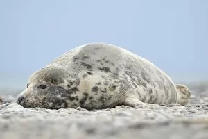 Images Dated 16th December 2012: Grey Seal -Halichoerus grypus-, female, on the beach, Dune island, Helgoland, Schleswig-Holstein