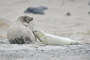 Grey Seal -Halichoerus grypus-, female with pup suckling, on the beach, Dune island, Helgoland, Schleswig-Holstein