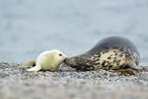 Images Dated 17th December 2012: Grey Seal -Halichoerus grypus- female with pup, on the beach, Dune island, Helgoland