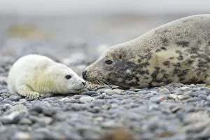 Grey Seal -Halichoerus grypus-, female with pup on the beach, Dune island, Helgoland, Schleswig-Holstein, Germany