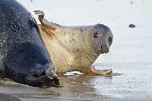 Grey Seal -Halichoerus grypus-, female slapping fin on a male seals rear, Helgoland, Schleswig-Holstein, Germany
