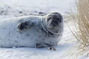 Images Dated 27th December 2010: Grey seal -Halichoerus grypus-, Helgoland, Schleswig-Holstein, Germany, Europe