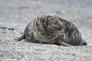 Images Dated 17th December 2012: Grey Seal -Halichoerus grypus-, male on the beach, Dune island, Helgoland, Schleswig-Holstein