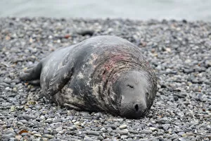 Images Dated 16th December 2012: Grey Seal -Halichoerus grypus-, male on the beach, with wounds from territorial fights