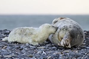 Images Dated 4th January 2012: Grey Seal -Halichoerus grypus-, pup is nursed by mother seal, Helgoland, Schleswig-Holstein, Germany