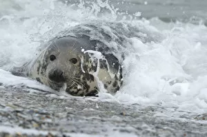 Images Dated 17th December 2012: Grey Seal -Halichoerus grypus- in the surf at the beach, Dune island, Helgoland