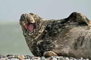 Grey Seal -Halichoerus grypus-, yawning, Helgoland, Schleswig-Holstein, Germany