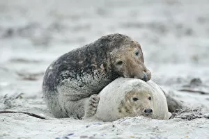 Images Dated 17th December 2012: Grey seals -Halichoerus grypus- on the beach, mating, Dune island, Helgoland, Schleswig-Holstein
