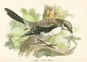 Images Dated 16th March 2017: Grey shrike engraving 1896