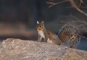 Images Dated 8th April 2011: Grey Squirrel