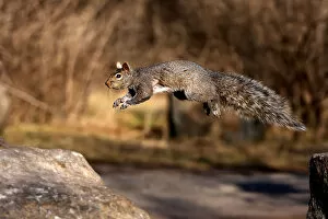 Images Dated 22nd April 2011: Grey squirrel