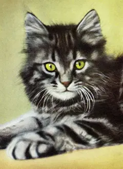 Fluffy Prints: Grey Striped Cat