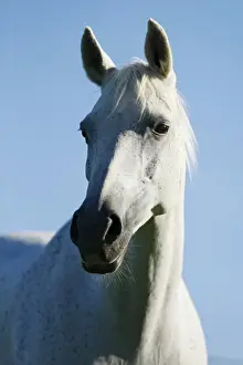 Pedigree Prints: Grey Thueringer Warmblood mare, portrait