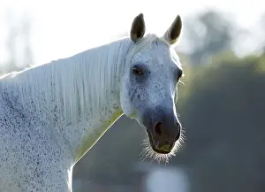 Grey Thuringian Warmblood- mare, portrait with backlighting