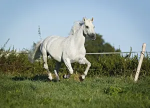 Pedigree Prints: Grey Thuringian Warmblood mare galloping across a paddock