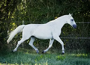 Grey Thuringian Warmblood mare trotting across a paddock
