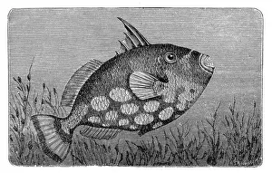 The grey triggerfish (Balistes capriscus)