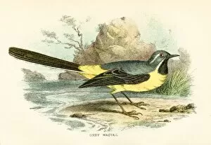 Images Dated 16th March 2017: Grey wagtail engraving 1896