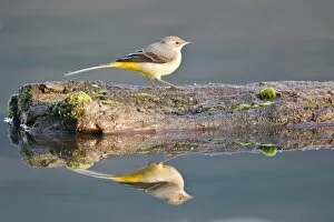 Grey Wagtail -Motacilla cinerea- perched on dead wood reflected in the water, Hesse, Germany