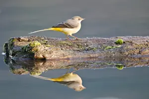 Hesse Prints: Grey Wagtail -Motacilla cinerea- perched on dead wood reflected in the water