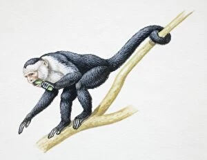 Grey and white monkey crouching on tree branch with one arm extended forward, the other holding plant it bites