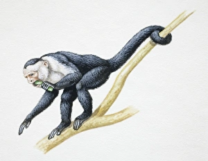 Images Dated 5th April 2006: Grey and white monkey crouching on tree branch with one arm extended forward