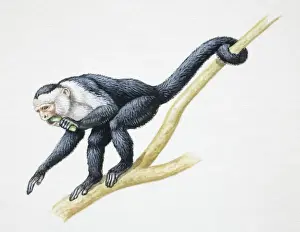 Biting Prints: Grey and white monkey crouching on tree branch with one arm extended forward