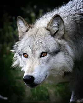 Images Dated 10th October 2011: Grey Wolf