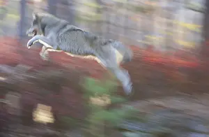 Prints of Minnesota, USA Grey Wolf Prints: Grey wolf (Canis lupus) leaping (blurred motion)