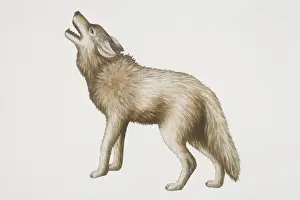 Carnivore Prints: Grey Wolf (canis lupus) lifting up its head and howling, side view