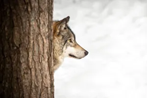 Images Dated 22nd February 2019: Grey wolf tree