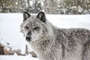 Images Dated 27th December 2010: Grey Wolf, Yellowstone