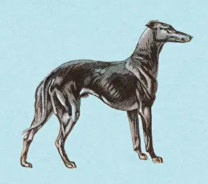 Greyhound