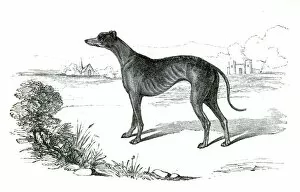 Images Dated 25th April 2017: Greyhound dog engraving 1851