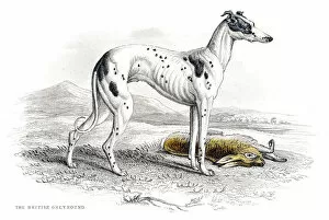 Images Dated 10th June 2015: Greyhound engraving 1840