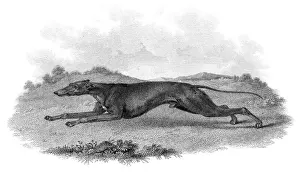 Hunting Prints: Greyhound hunting dog engraving 1812