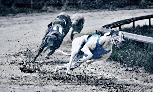 Sports Track Gallery: Greyhound race