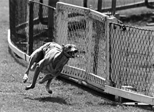Historic Wembley Park Gallery: Greyhound Race; Priceless Border Takes His Last Gallop