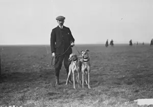 Two Greyhounds