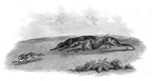 Greyhound Prints: Greyhounds hunting hare engraving 1812