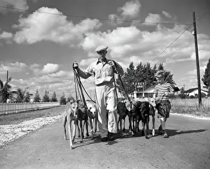 Greyhounds With Pedigrees