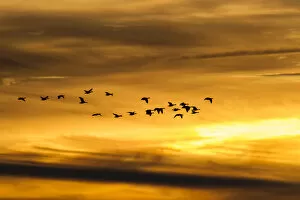 Greylag Geese -Anser anser- in flight in front of an evening sky, Ruegen Island, Mecklenburg-Western Pomerania, Germany
