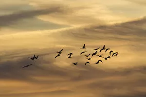 Images Dated 14th October 2011: Greylag Geese -Anser anser- in flight in front of an evening sky, Ruegen Island