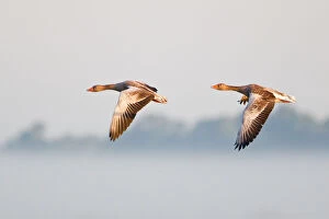Images Dated 27th July 2013: Two Greylag Geese -Anser anser-, in flight in the morning light, Steinhuder Meer, Lower Saxony