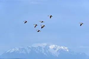 Burgenland Prints: Greylag Geese -Anser anser-, in flight in front of snow-covered mountains