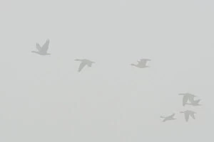 Images Dated 18th October 2014: Greylag Geese -Anser anser- in the fog, Brandenburg, Germany