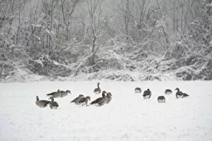 Images Dated 24th February 2013: Greylag geese -Anser anser- in the snow, Xanten, Lower Rhine region, North Rhine-Westphalia, Germany